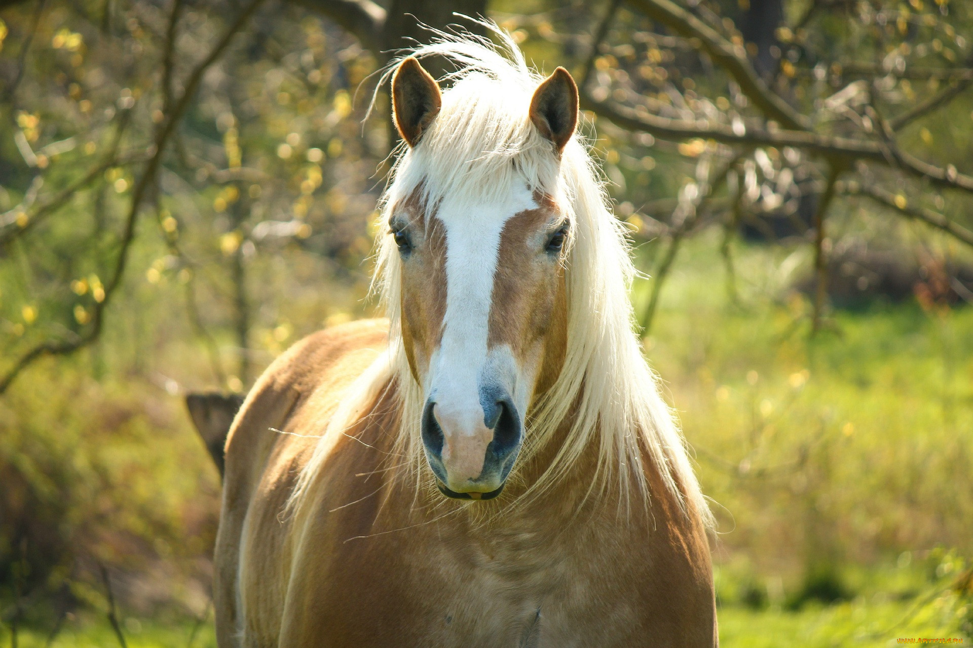 Про лошадей красивый. Красивые лошади. Морда лошади. Лошадь с длинной гривой. Лошади фото красивые.